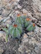 Sivun Echinocereus subinermis subsp. ochoterenae (J. G. Ortega) N. P. Taylor kuva