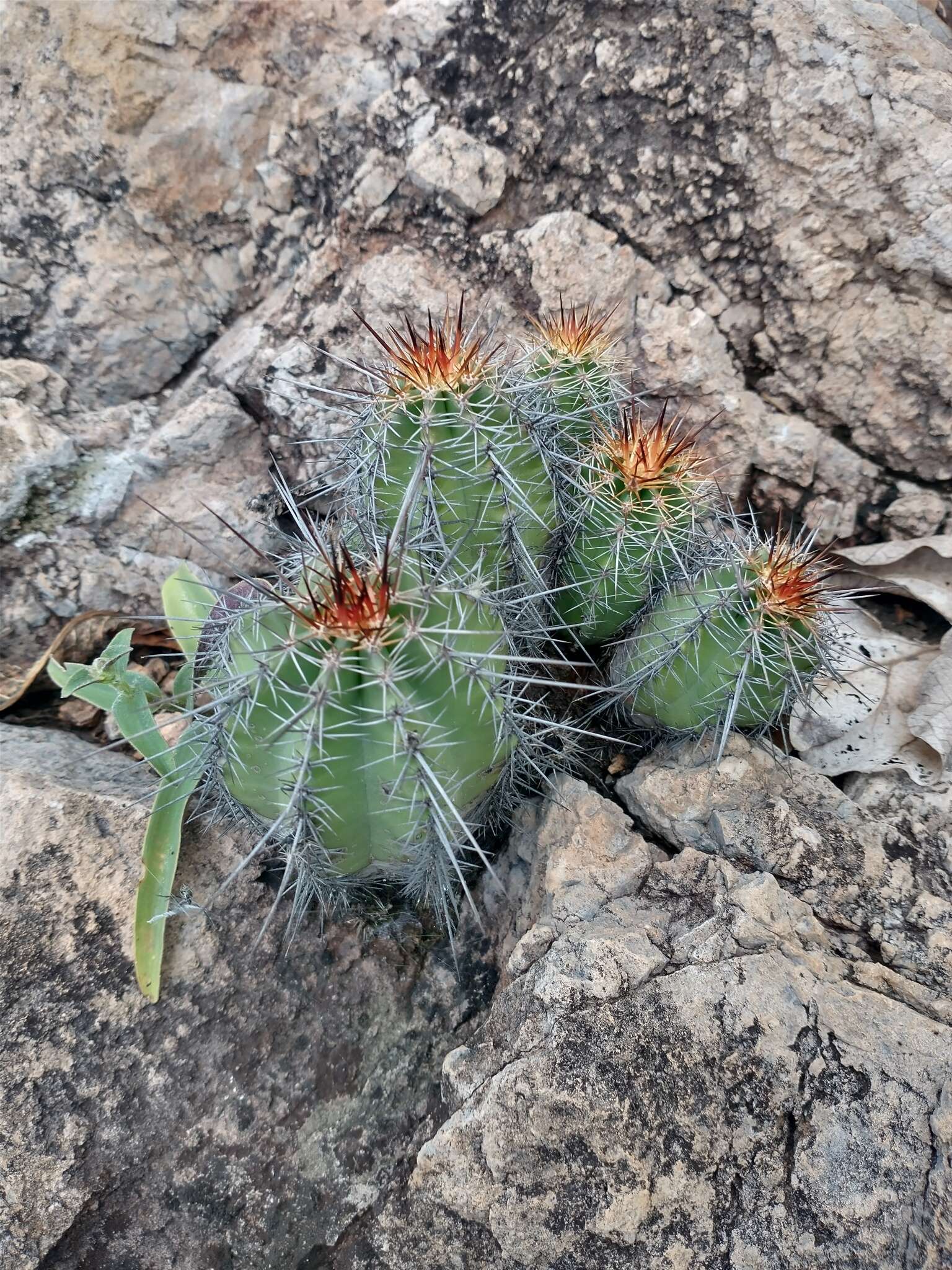 Sivun Echinocereus subinermis subsp. ochoterenae (J. G. Ortega) N. P. Taylor kuva