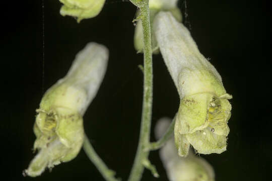 Imagem de Aconitum reclinatum A. Gray