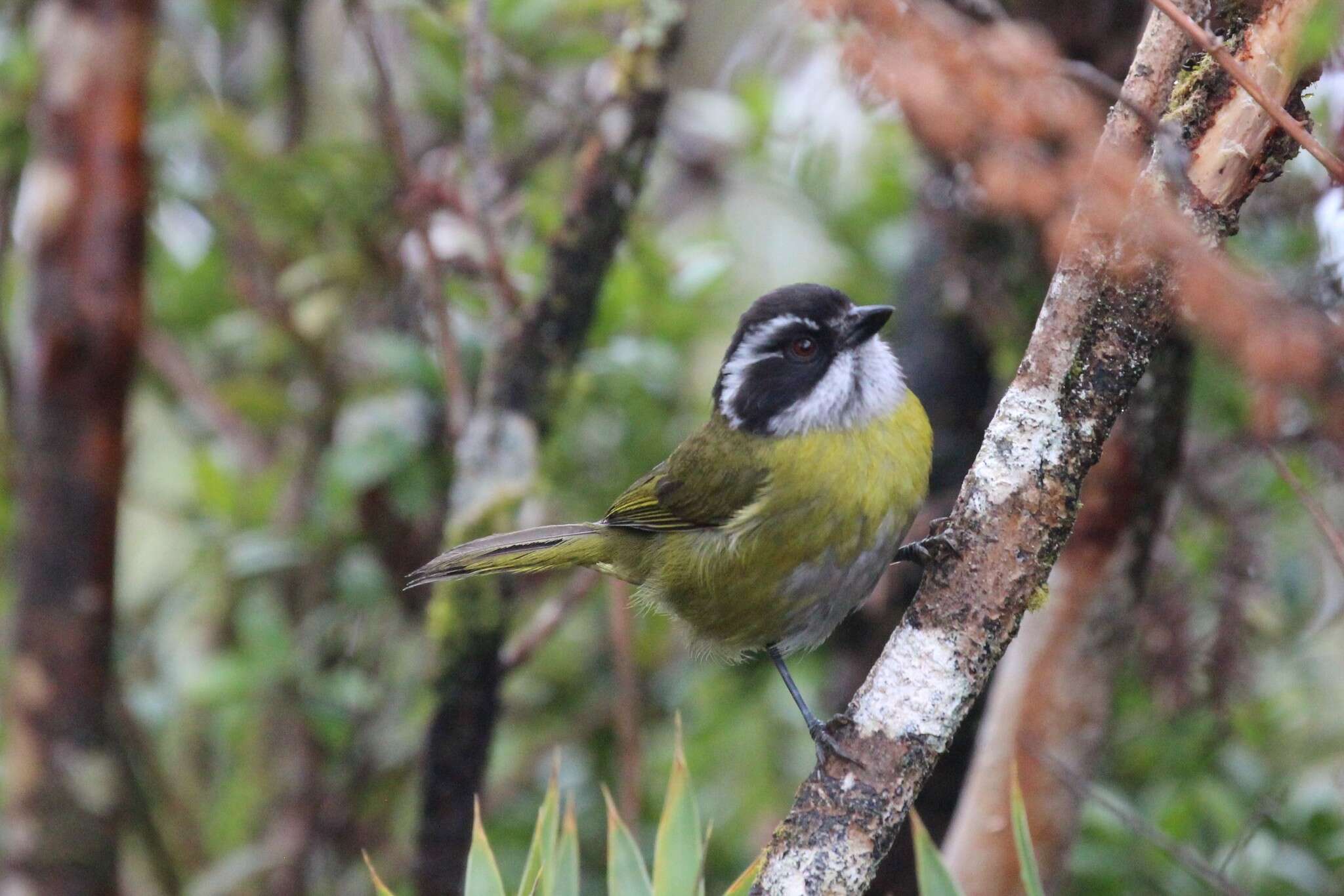 Image of Sooty-capped Bush Tanager