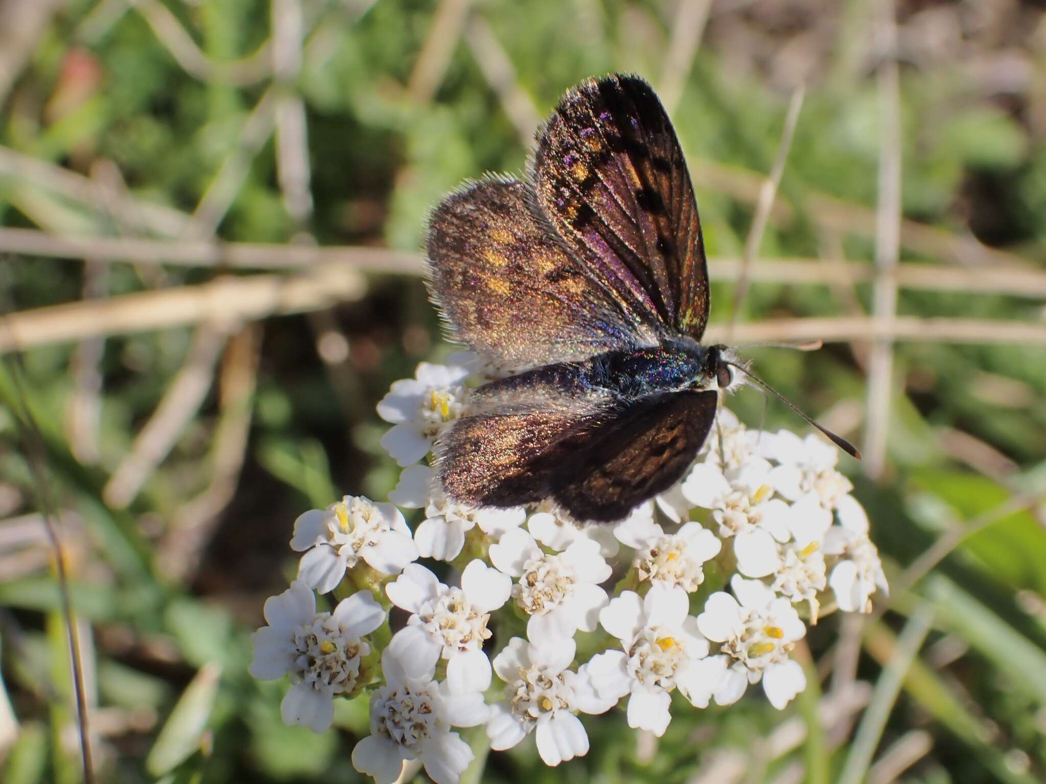 Image of Lycaena tama (Fereday 1878)