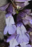 Image of Salvia compsostachys Epling