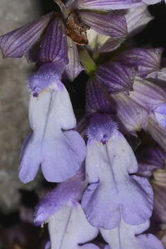 Image of Salvia compsostachys Epling