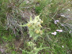 Plancia ëd Cirsium parryi (A. Gray) Petr.