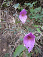 Image of Dalechampia aristolochiifolia Kunth