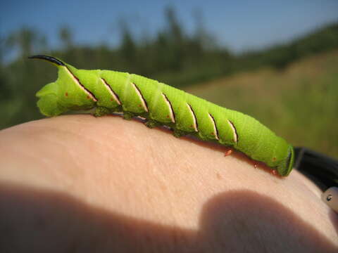 Sphinx luscitiosa Clemens 1859的圖片