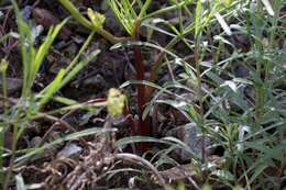 Image of Lomatium marginatum var. marginatum