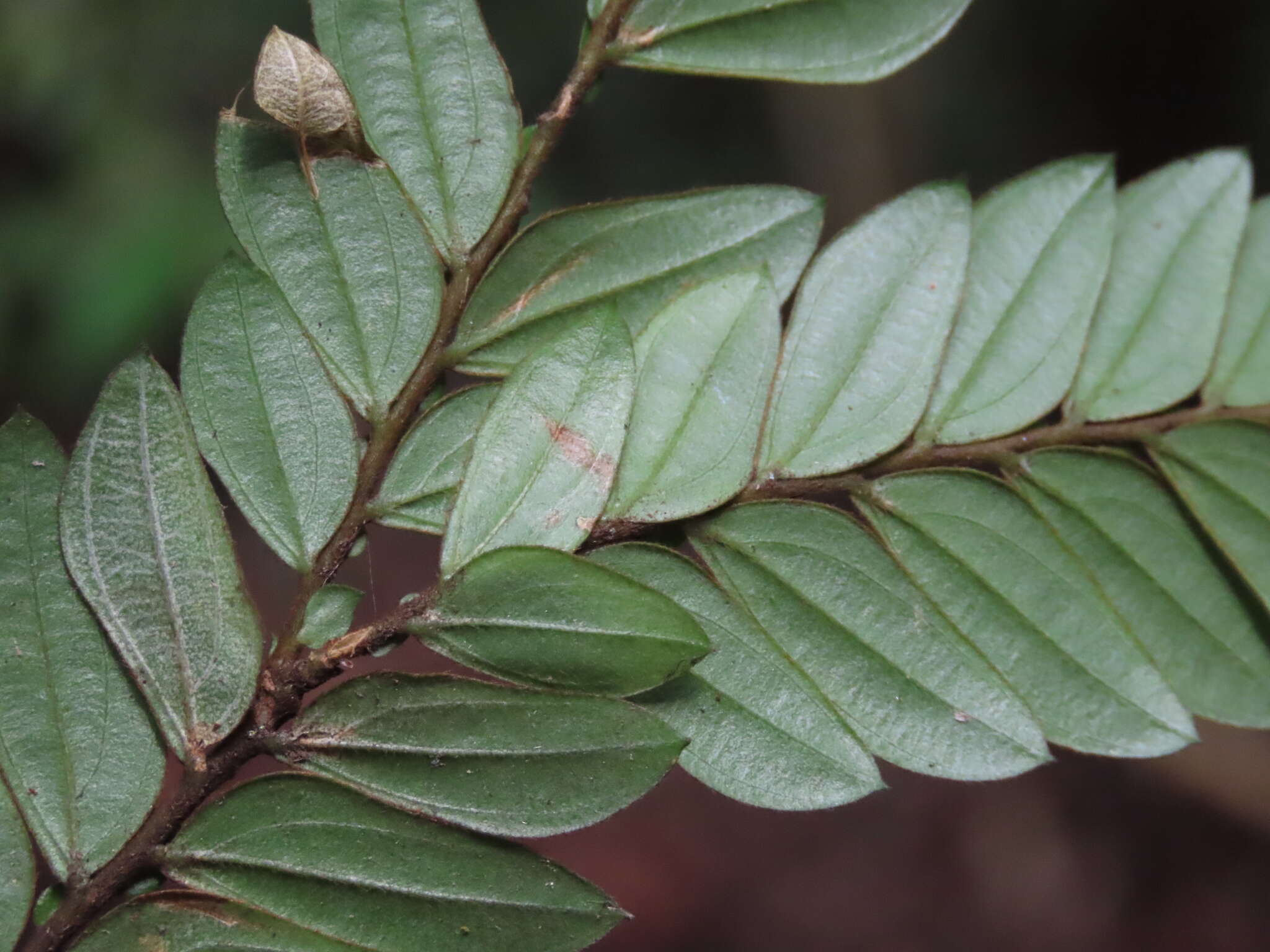 Imagem de Anisophyllea disticha (Jack) Baill.