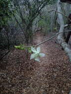 Image of Tabernaemontana amygdalifolia Jacq.