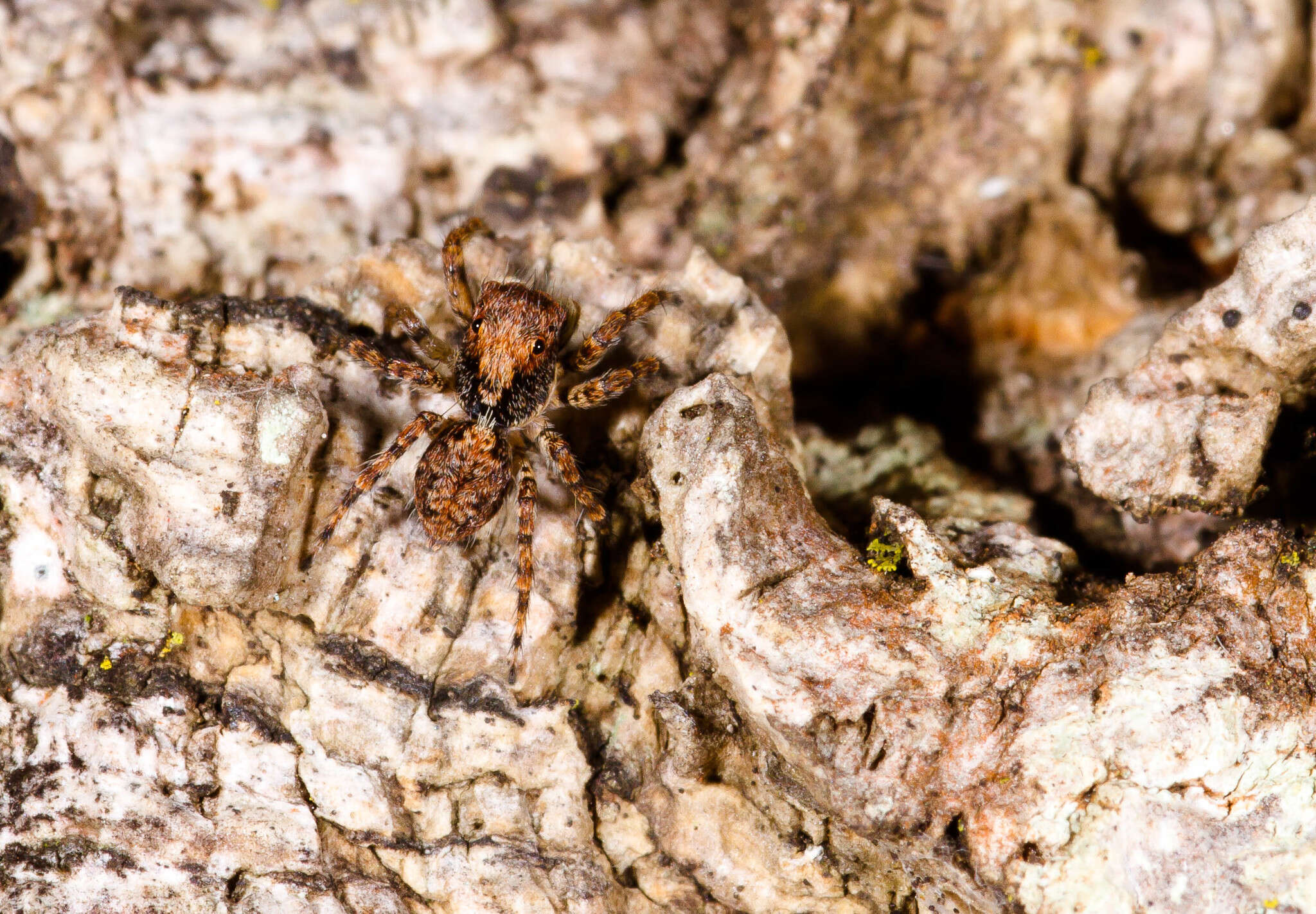 Marma nigritarsis (Simon 1900) resmi