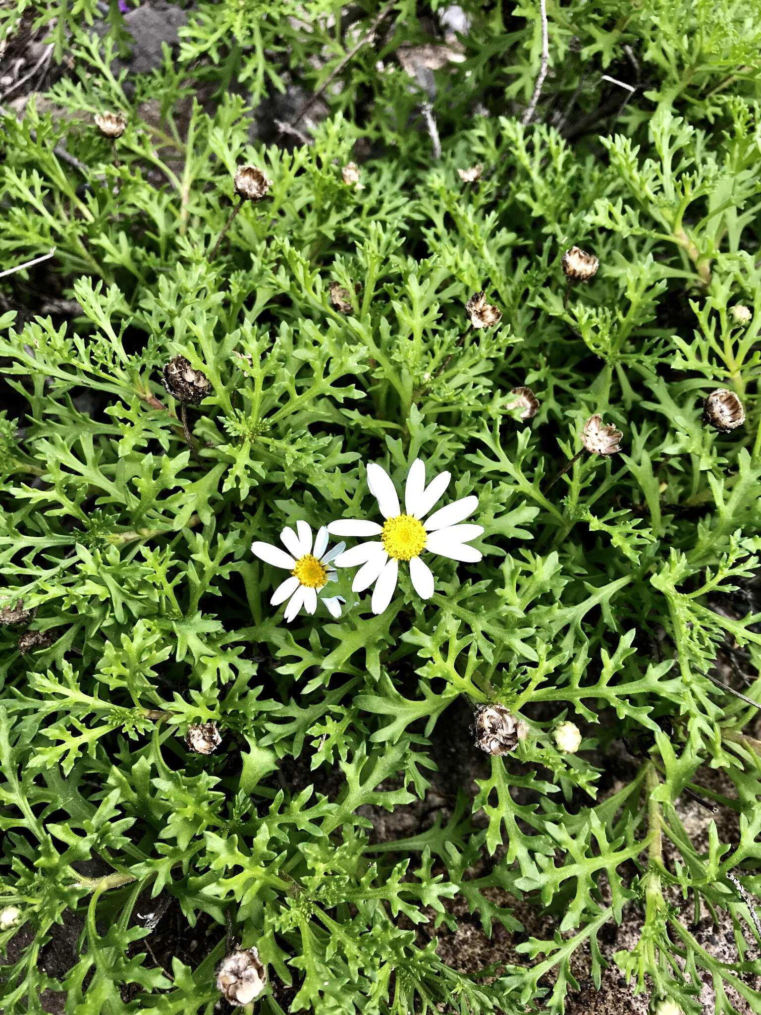 Image of Argyranthemum frutescens subsp. canariae (Christ.) Humphr.