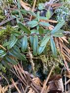 Image of Canby's mountain-lover