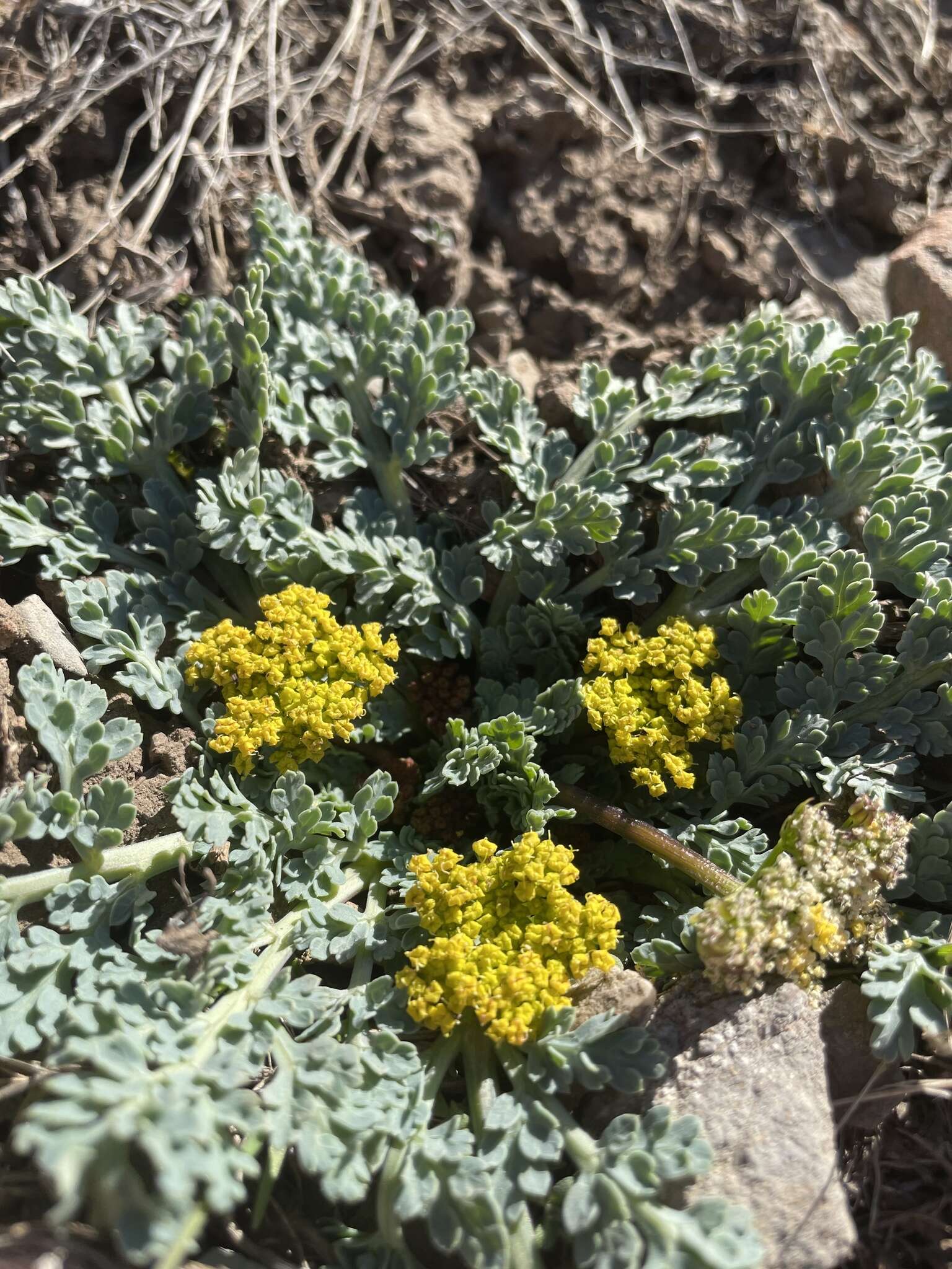 Plancia ëd Aulospermum longipes (S. Wats.) Coult. & Rose