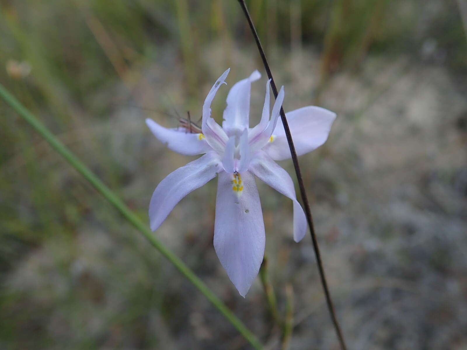 Plancia ëd Moraea gracilenta Goldblatt