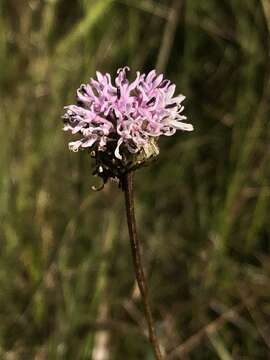 Image of grassleaf Barbara's buttons