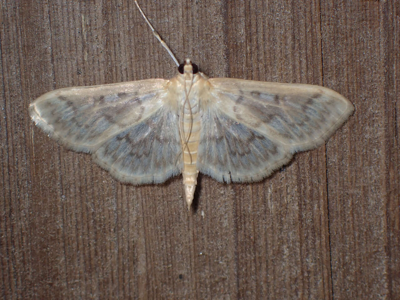 Image of Herpetogramma aquilonalis