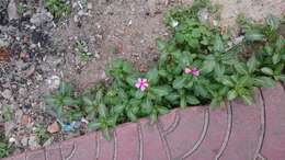 Image of Madagascar periwinkle