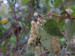 Sivun Mallotus mollissimus (Geiseler) Airy Shaw kuva