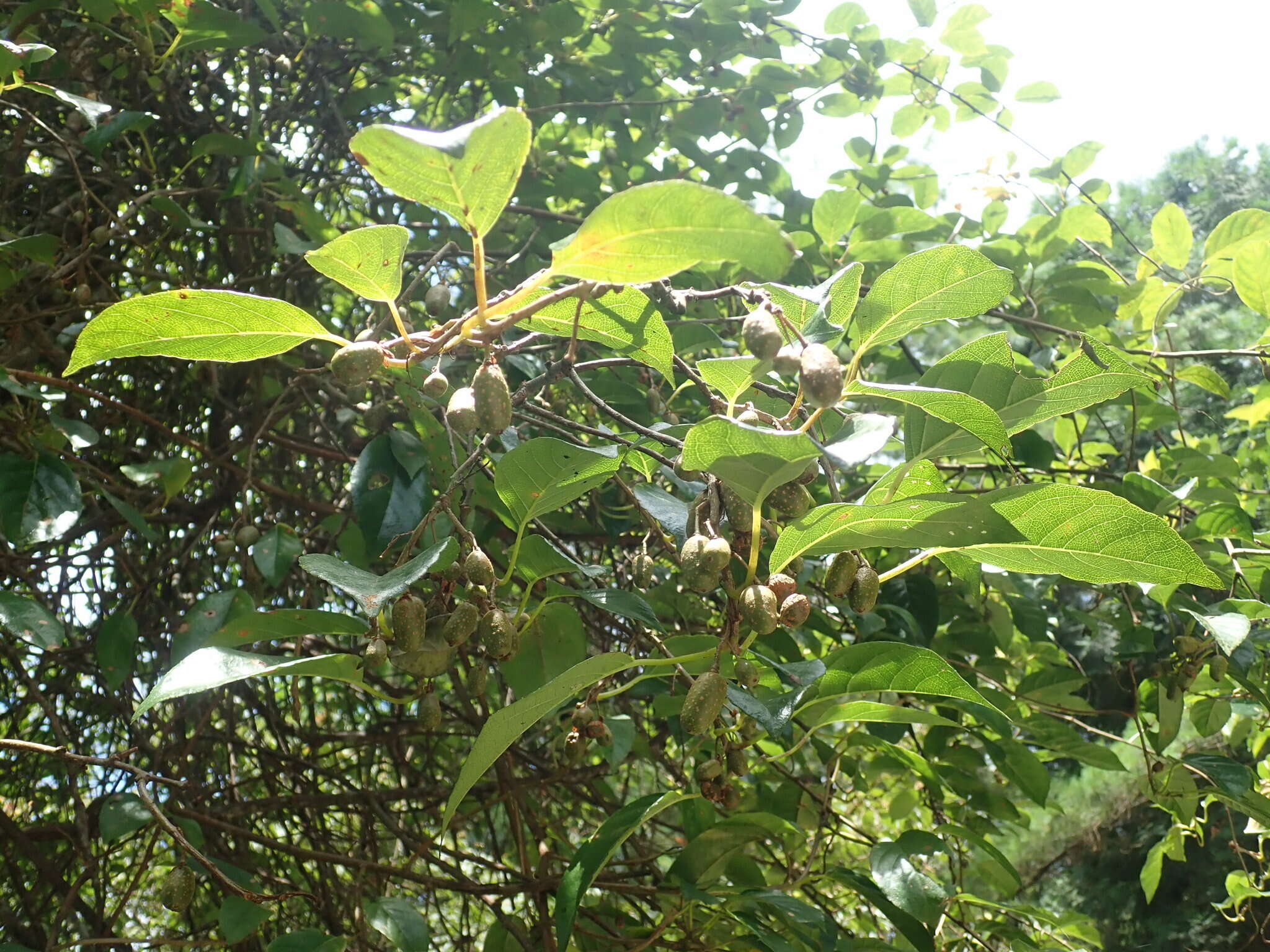 Image de Actinidia callosa var. discolor C. F. Liang