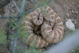 Image de Crotalus tigris Kennicott 1859