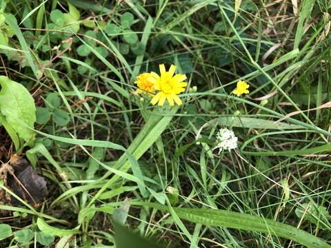 Image of common hawkweed