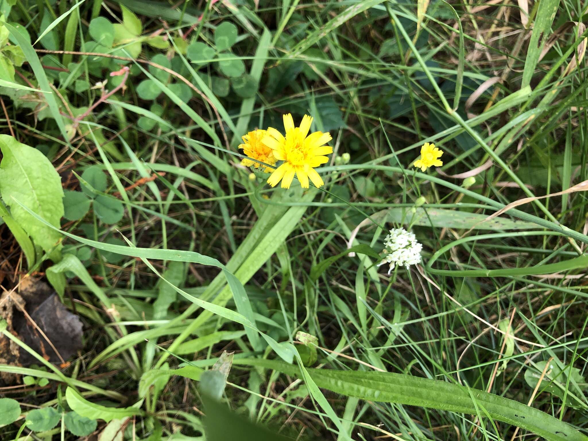 Image of common hawkweed