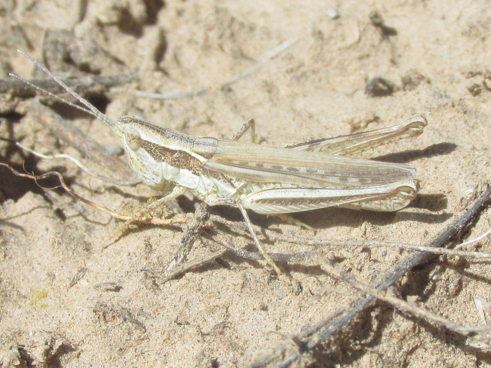 Cordillacris occipitalis (Thomas & C. 1873)的圖片