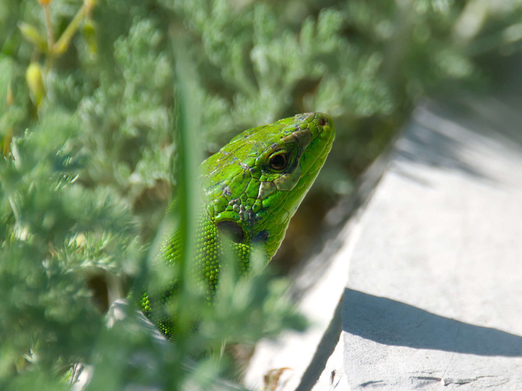 Image of Caucusus Emerald Lizard