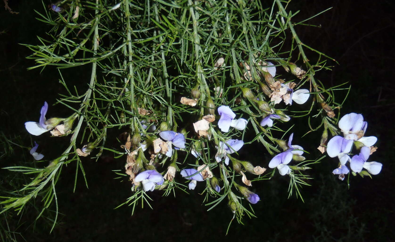 Image of Psoralea montana