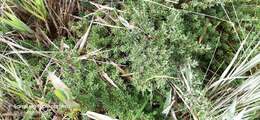 Image of Geranium sibbaldioides subsp. sibbaldioides Benth.