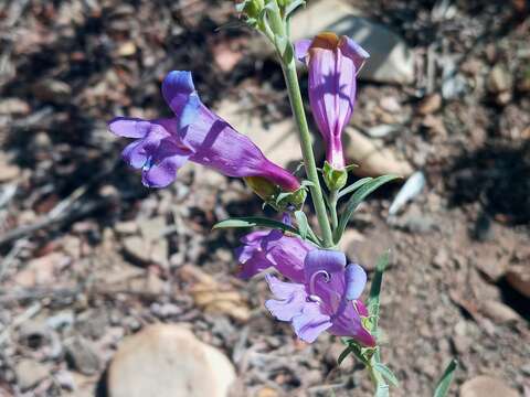 Image of foothill beardtongue