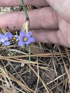 Image of Spear-Bract Blue-Eyed-Grass