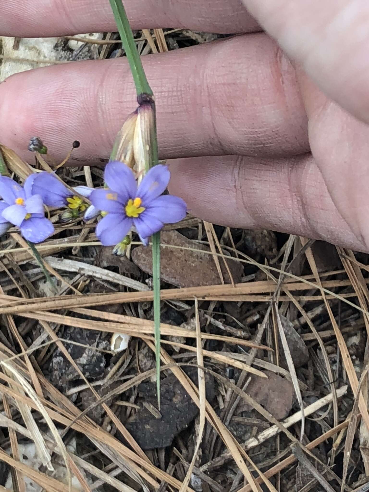 Image of Spear-Bract Blue-Eyed-Grass