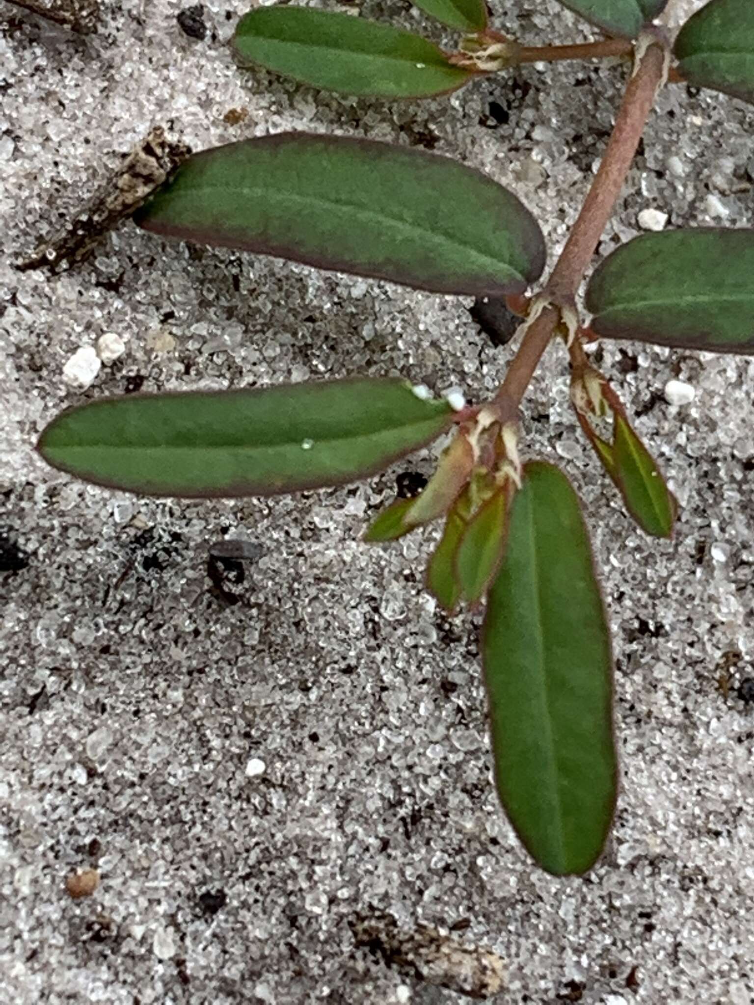 صورة Euphorbia cumulicola (Small) Oudejans