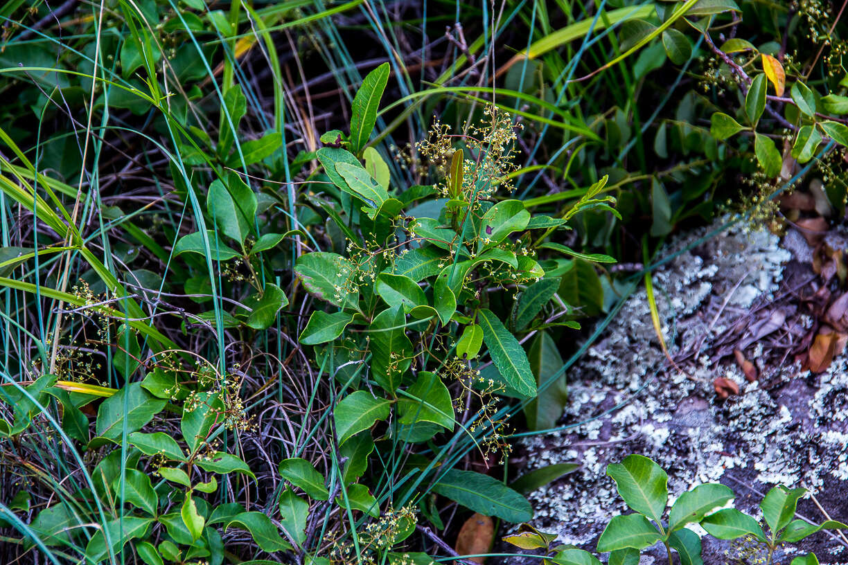 Image of Searsia acocksii (Moffett) Moffett