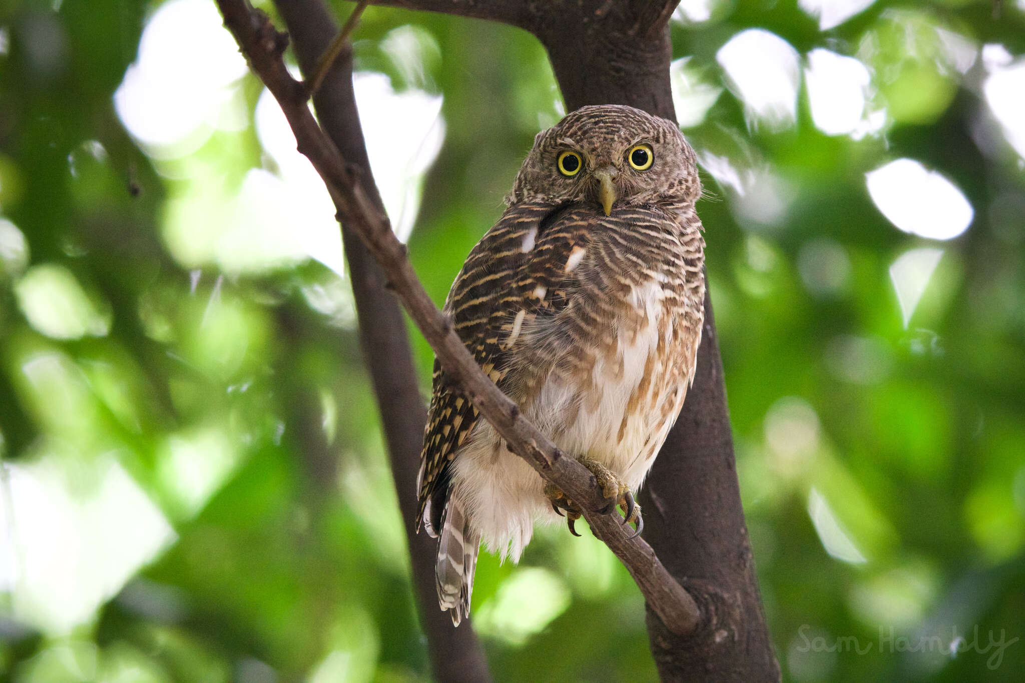 Image of Glaucidium cuculoides bruegeli (Parrot 1908)