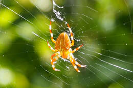 Image of Araneus ishisawai Kishida 1928