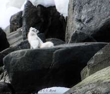 Image of Arctic Fox