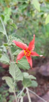 Hibiscus waterbergensis Exell的圖片