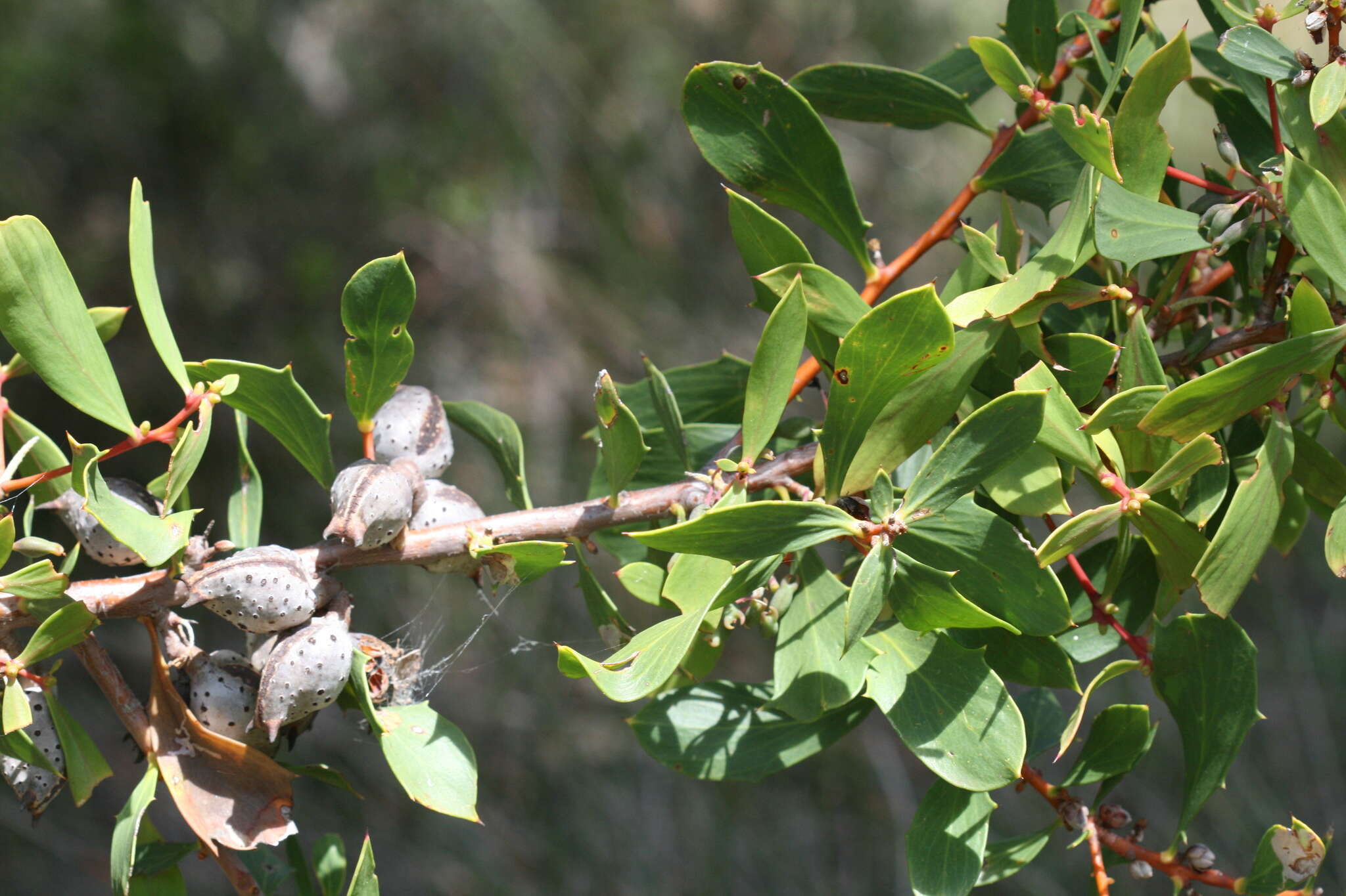 Image of Hakea oleifolia (Sm.) R. Br.