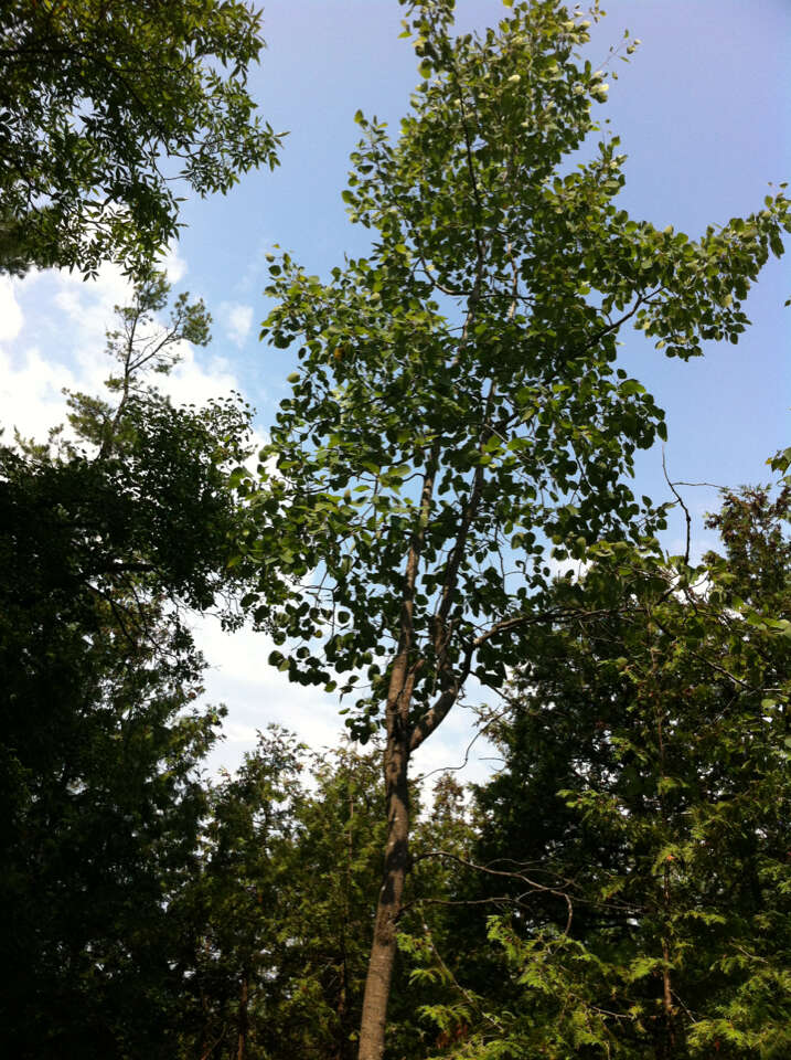 Image of bigtooth aspen