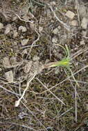 Image of Gagea reticulata (Pall.) Schult. & Schult. fil.