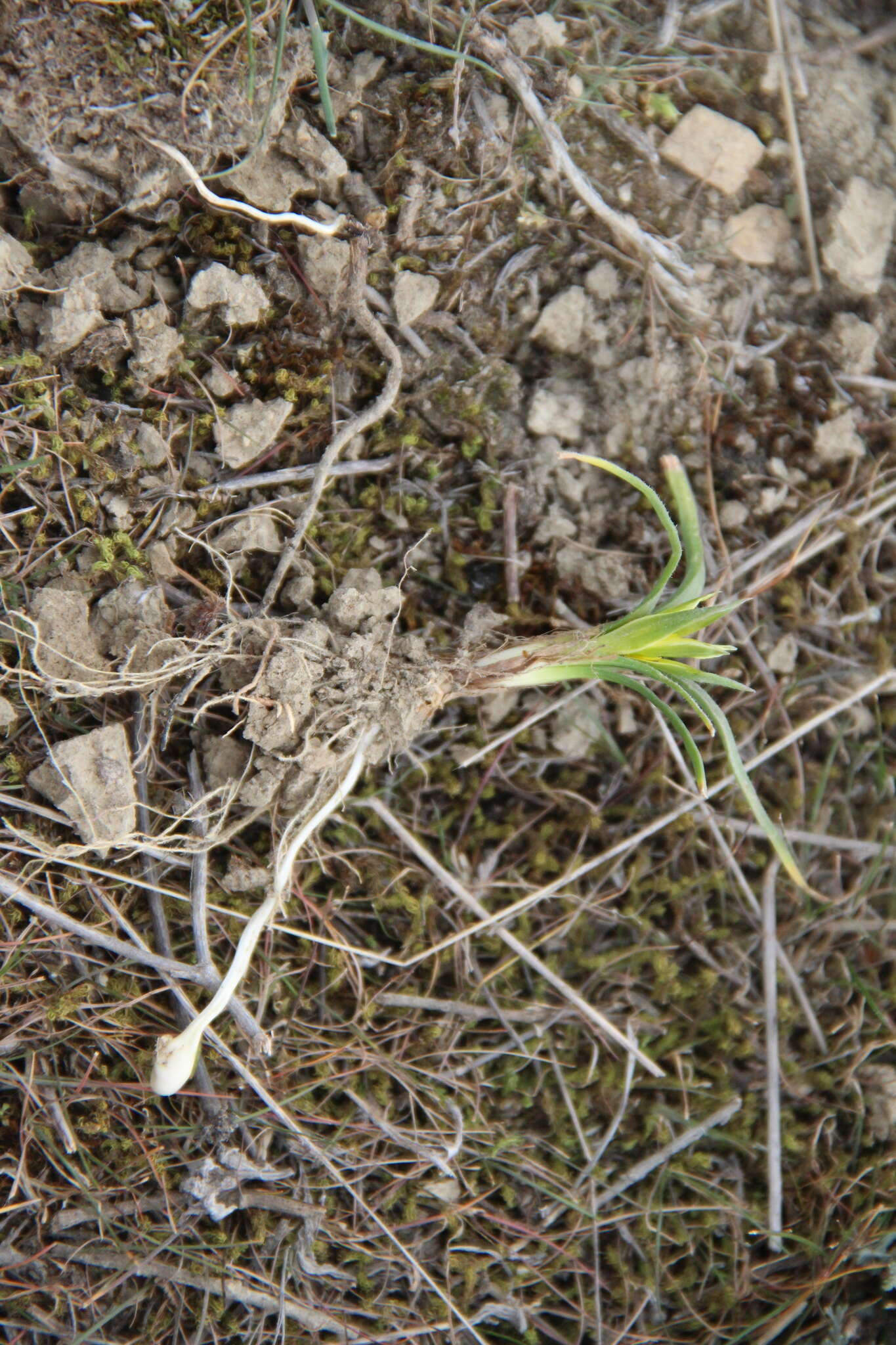 Image of Gagea reticulata (Pall.) Schult. & Schult. fil.