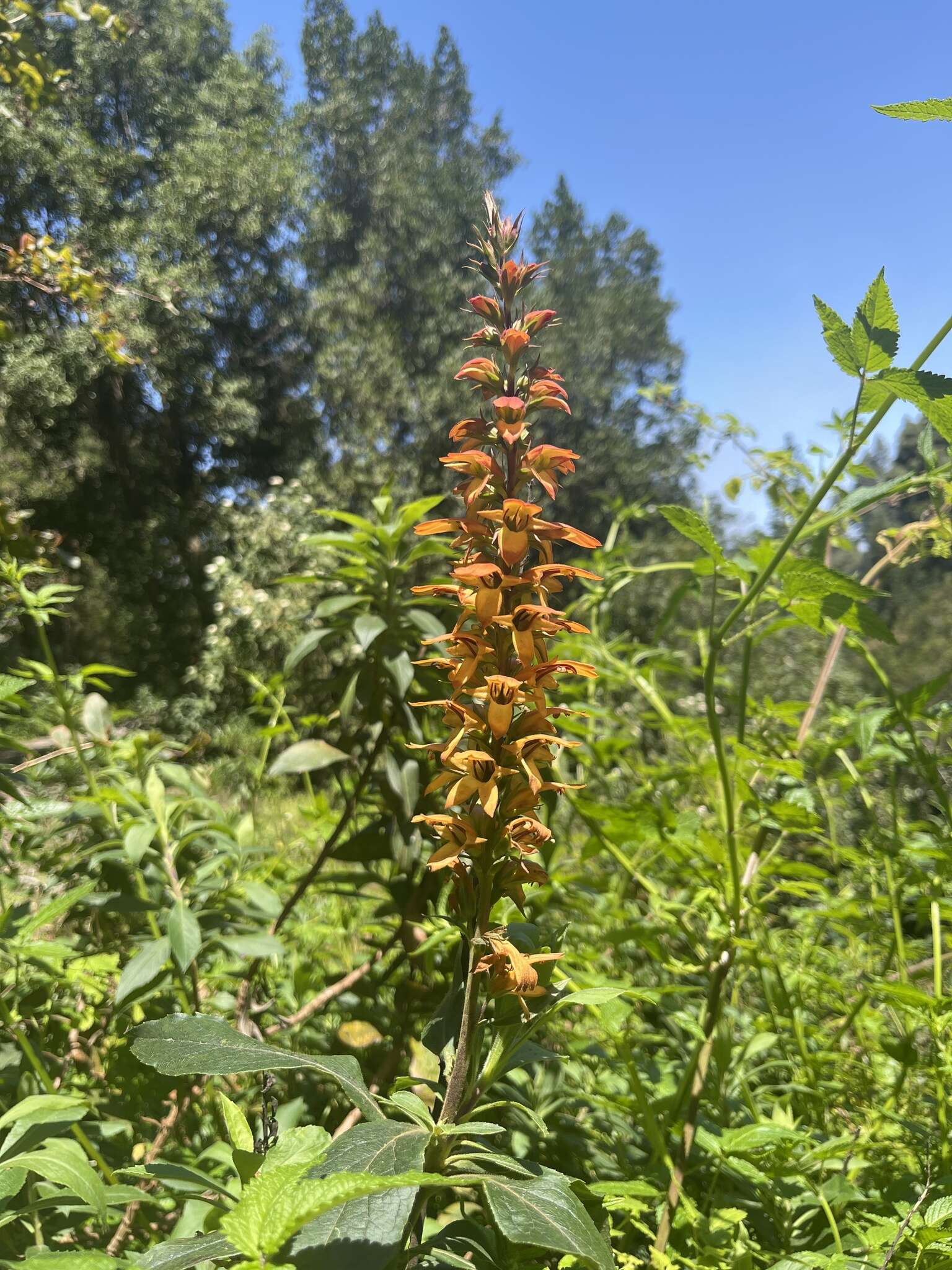 Imagem de Digitalis canariensis L.