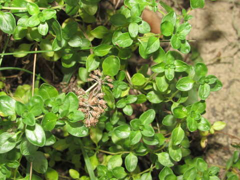 Image of Thymus pulegioides subsp. montanus (Trevir.) Ronniger