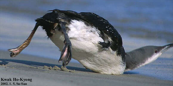 Image of Pacific Diver