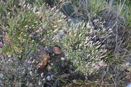 Image of Drosanthemum giffenii (L. Bol.) Schwant. apud Jacobsen