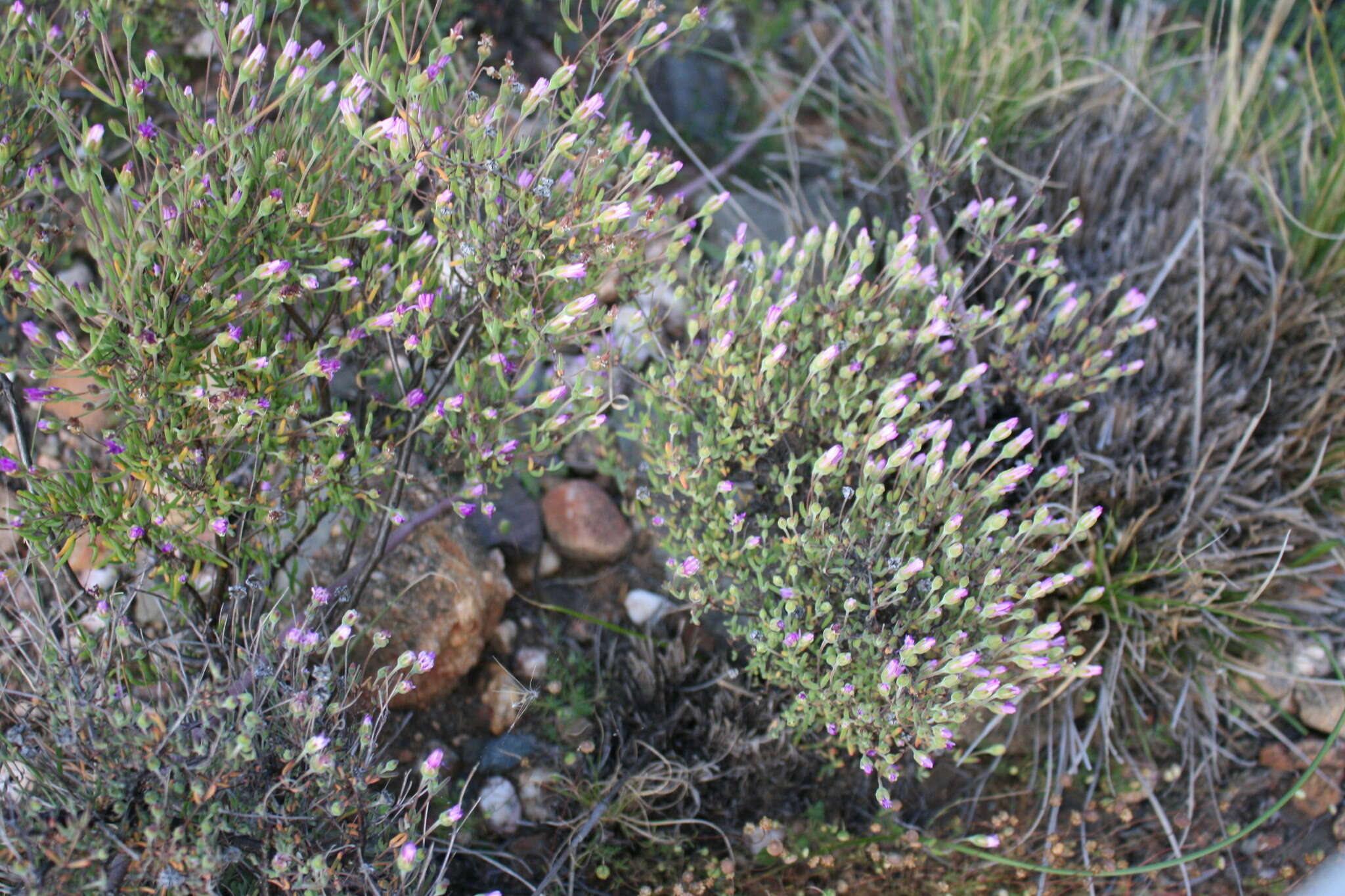 Image of Drosanthemum giffenii (L. Bol.) Schwant. apud Jacobsen