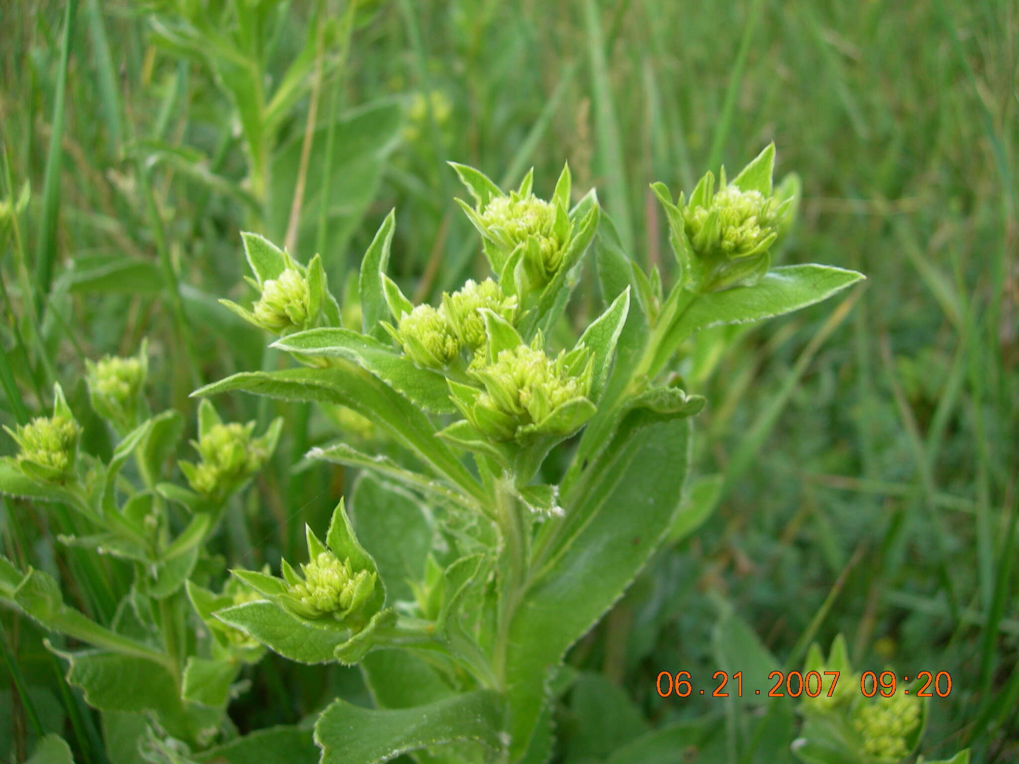 Inula thapsoides (M. Bieb.) Spreng. resmi