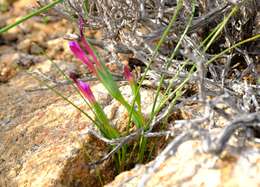 Image of Romulea kamisensis M. P. de Vos